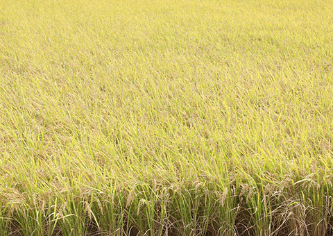 R7年度 新米 澤山さんの岡部米 にこまる