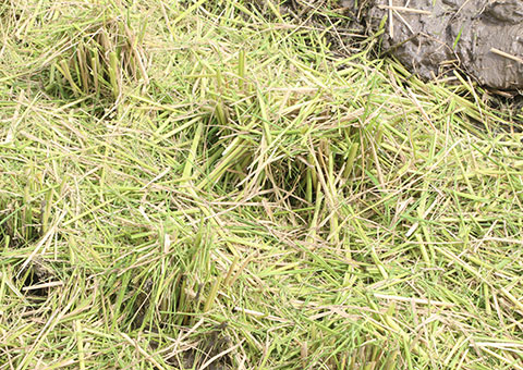 R7年度 新米 澤山さんの岡部米 にこまる