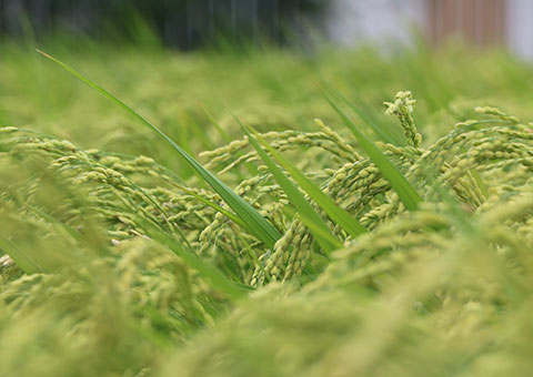 R7年度 新米 松下さんのカミアカリ