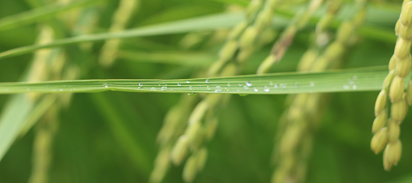 カミアカリ圃場