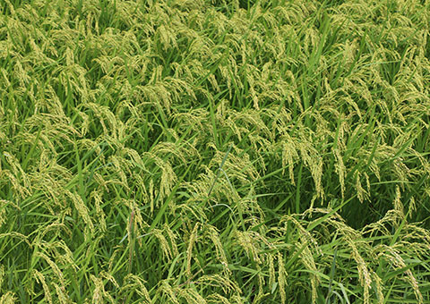 R7年度 新米 松下さんのカミアカリ