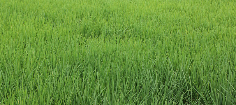 カミアカリ圃場